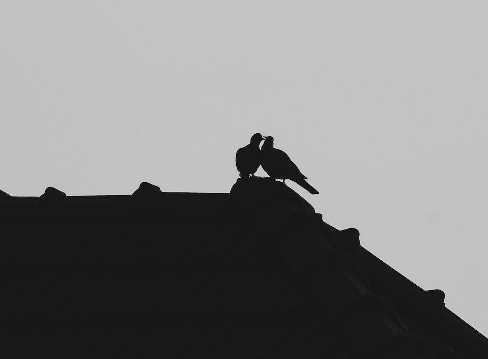 Humane pigeon control