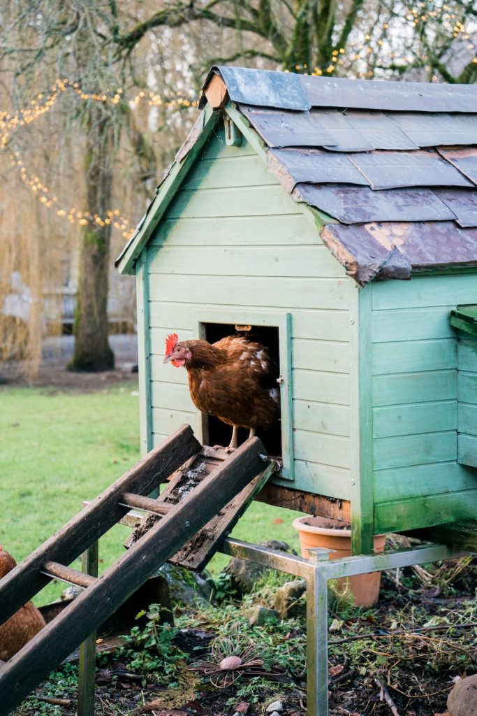 backyard chicken coop setup