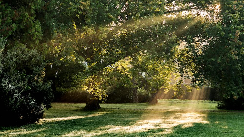 sustainable lawn care