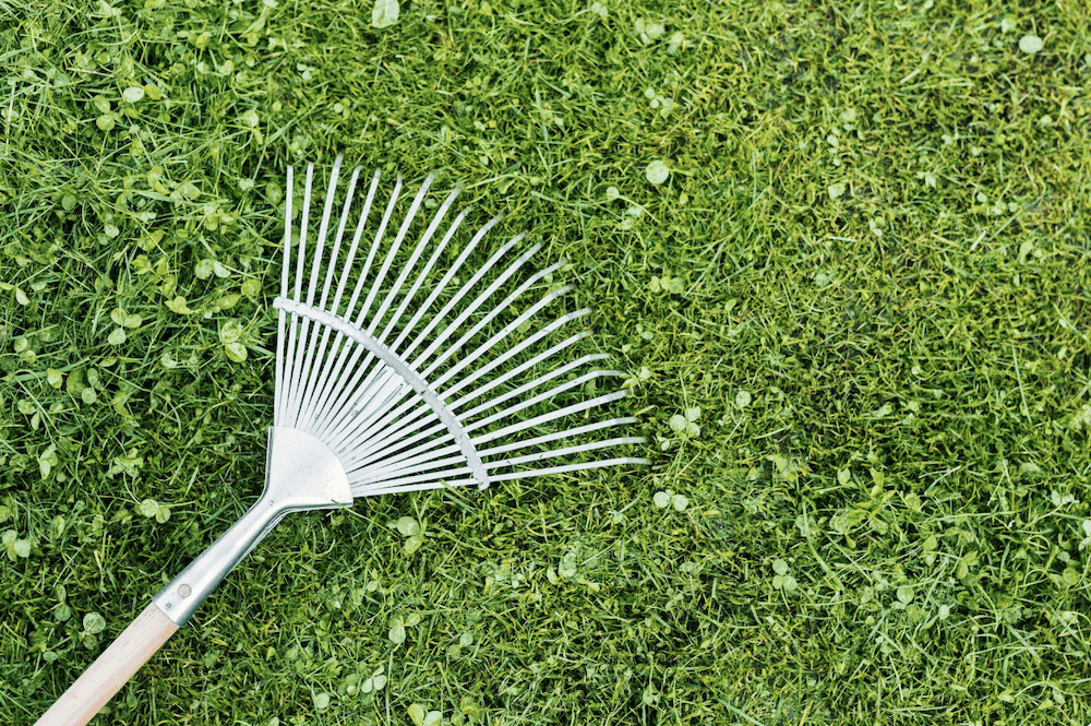 Year-Round Lawn Care
