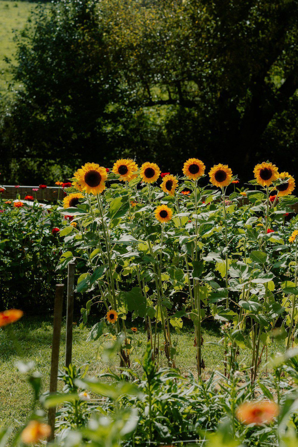 summer garden